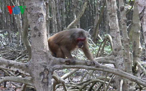 Natural beauty of Can Gio primeval mangrove forest  - ảnh 7